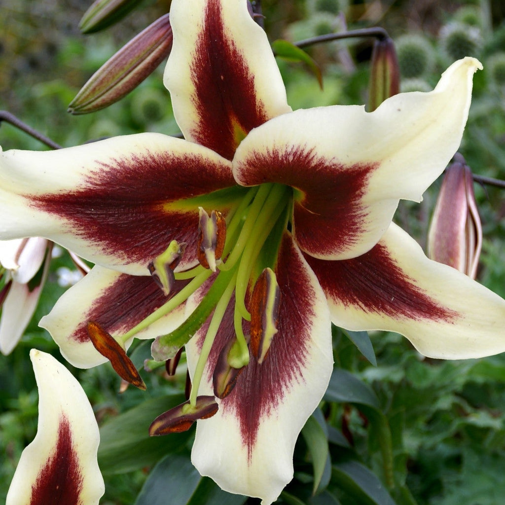 Bulbi de Crini - Beverly Dreams - 2 buc - Regatul Plantelor