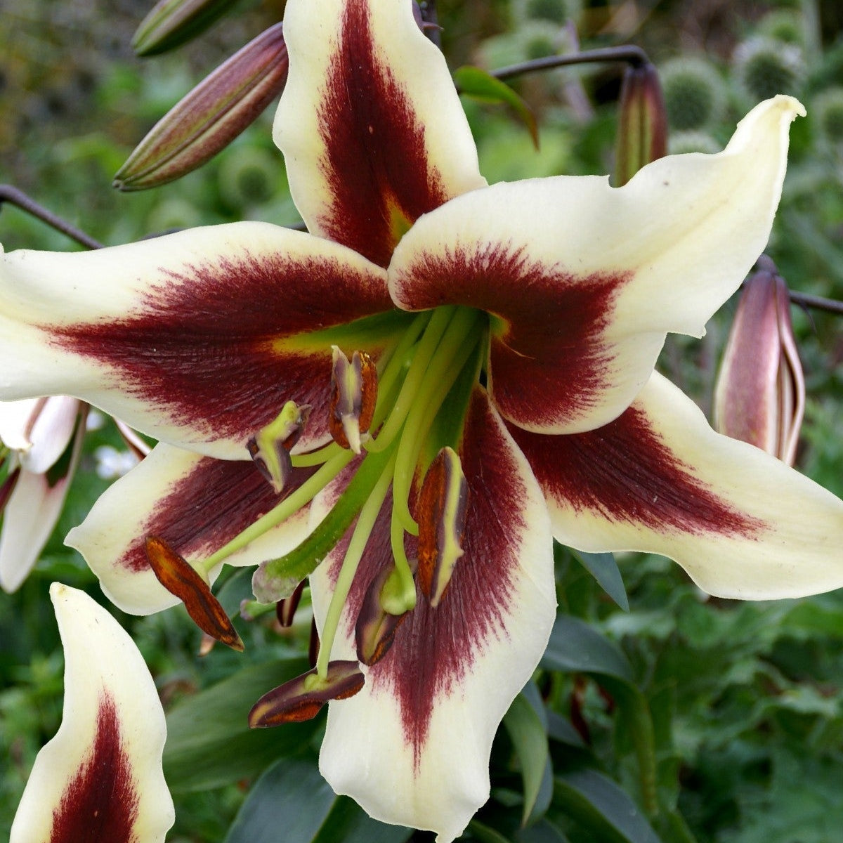 Bulbi de Crini - Beverly Dreams - 2 buc - Regatul Plantelor