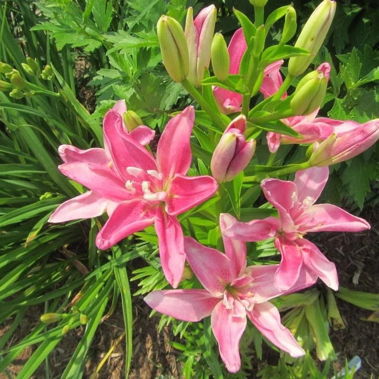 Bulbi de Crini ”Candy Blossom” 2 buc