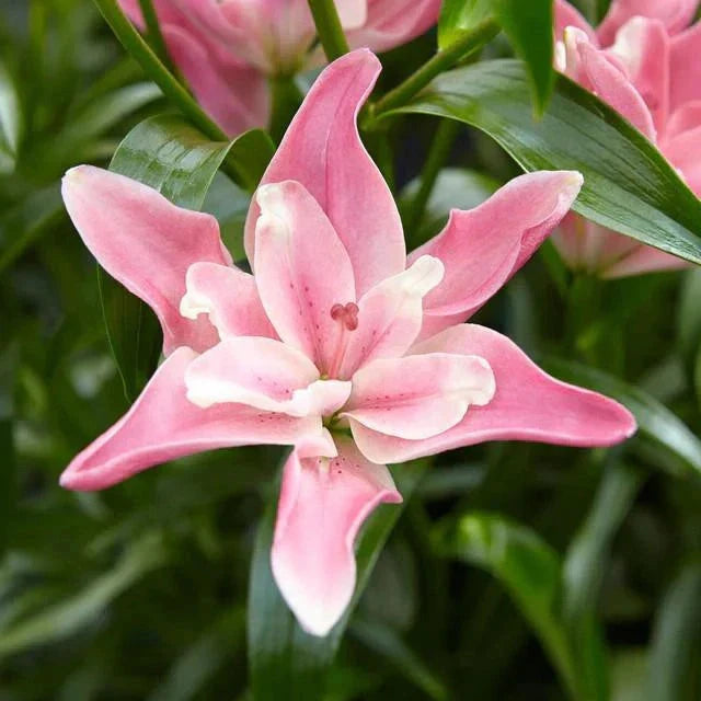 Bulbi de Crini ”Candy Blossom” 2 buc