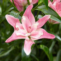 Bulbi de Crini ”Candy Blossom” 2 buc