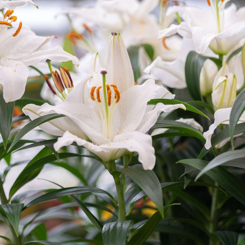 Bulbi de Crini - Casa Blanca - 2 buc - Regatul Plantelor