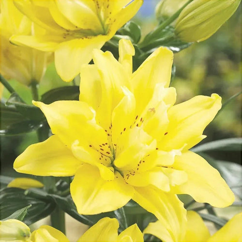 Bulbi de Crini - Double Fata Morgana - 2 buc - Regatul Plantelor