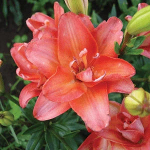 Bulbi de Crini ”Double Strawberry Vanilla” 2 buc