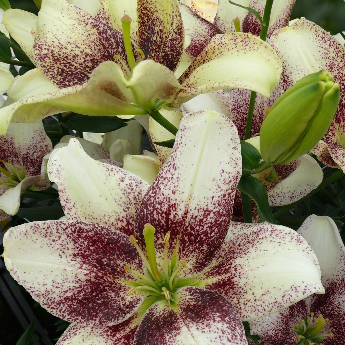 Bulbi de Crini - Easy Spot - 2 buc - Regatul Plantelor