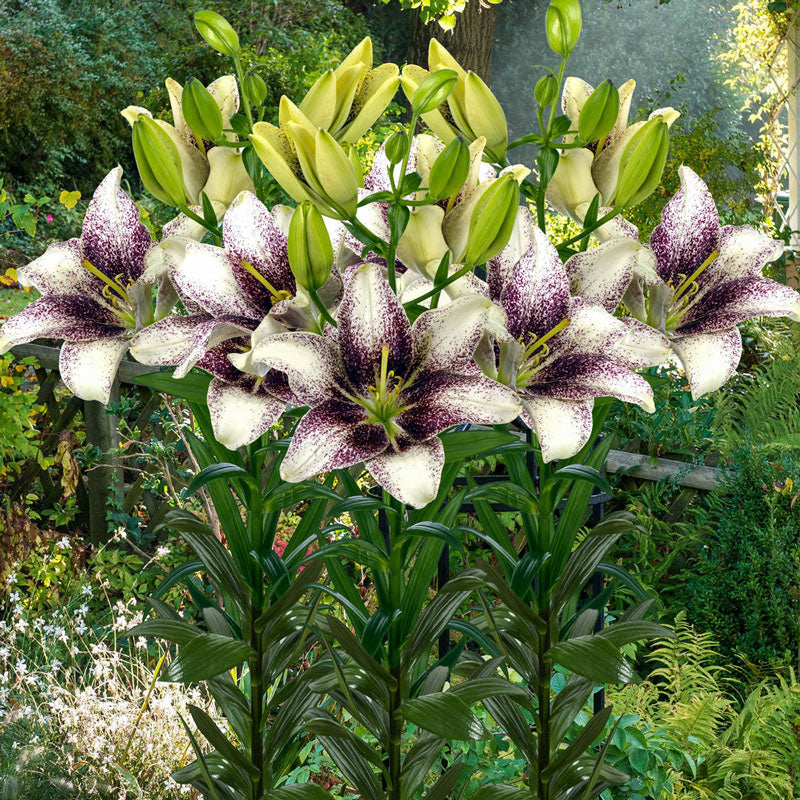 Bulbi de Crini - Easy Spot - 2 buc - Regatul Plantelor