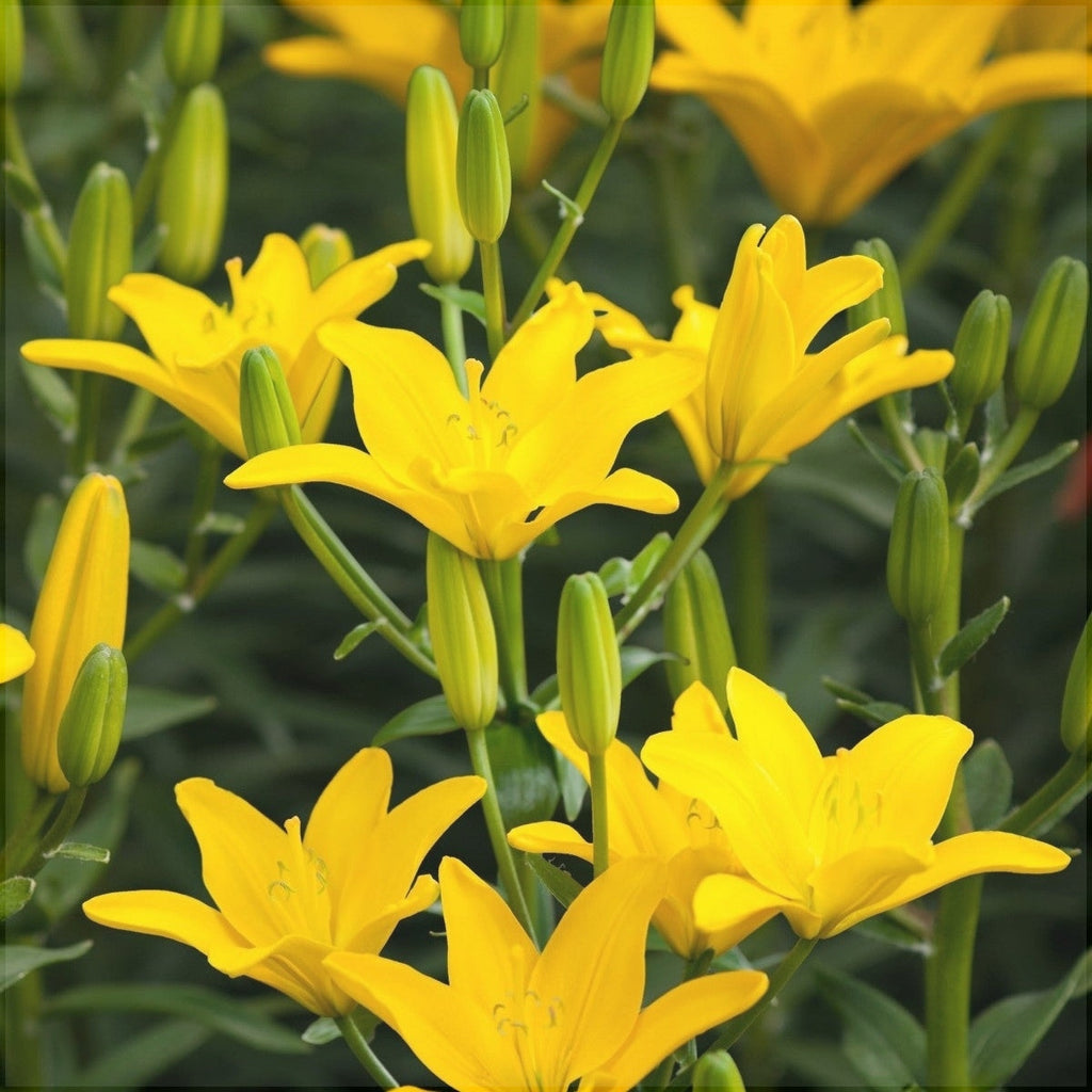 Bulbi de Crini - Easy Sun - 2 buc - Regatul Plantelor