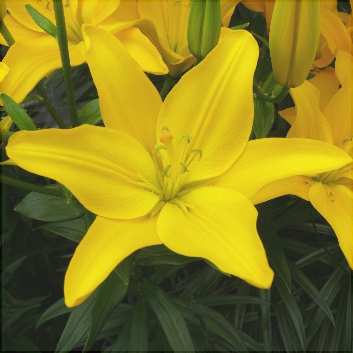 Bulbi de Crini - Easy Sun - 2 buc - Regatul Plantelor