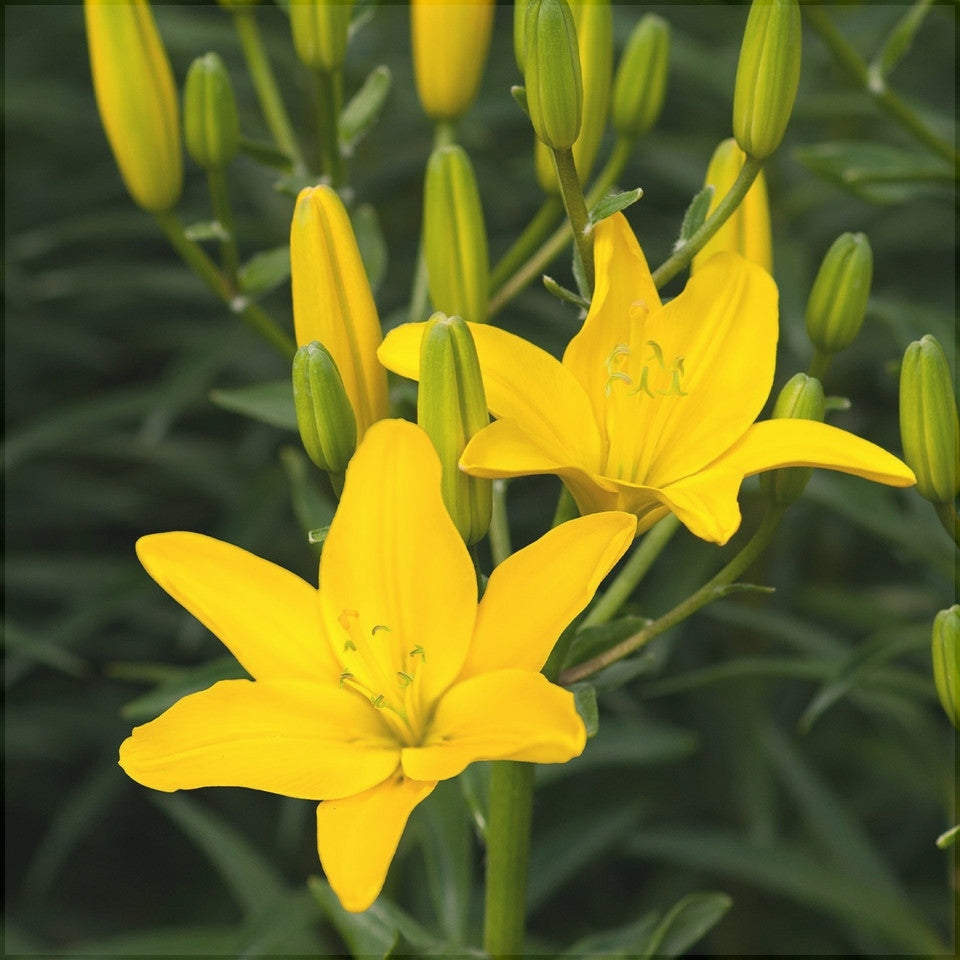 Bulbi de Crini - Easy Sun - 2 buc - Regatul Plantelor