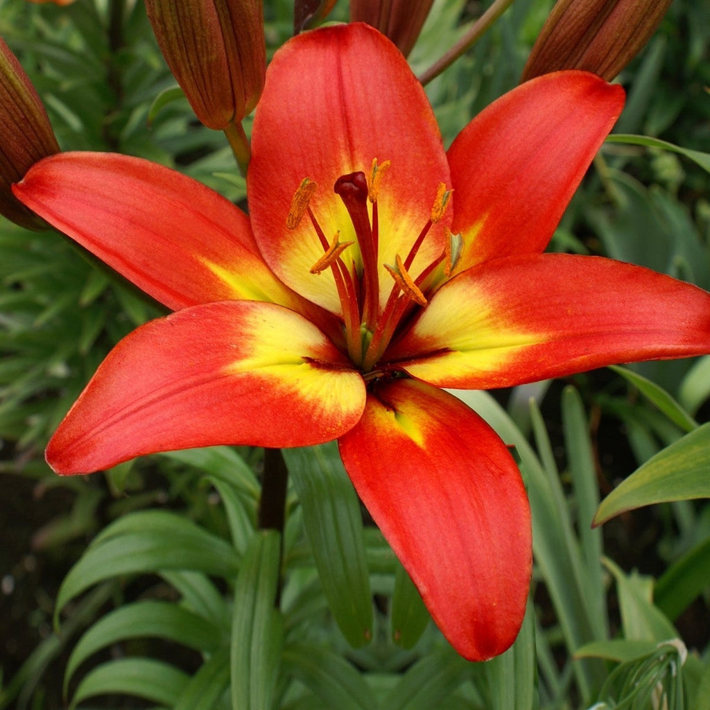 Bulbi de Crini - Forever Linda - 2 buc - Regatul Plantelor