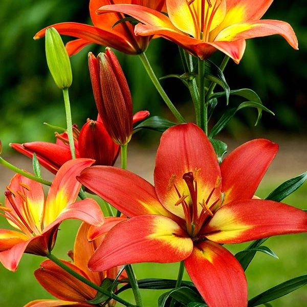 Bulbi de Crini - Forever Linda - 2 buc - Regatul Plantelor