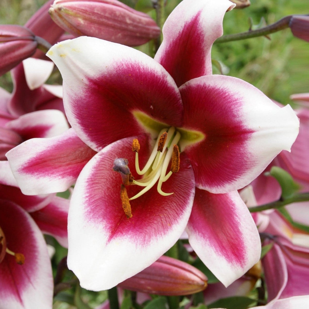 Bulbi de Crini - Friso - 2 buc - Regatul Plantelor