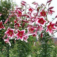 Bulbi de Crini - Friso - 2 buc - Regatul Plantelor