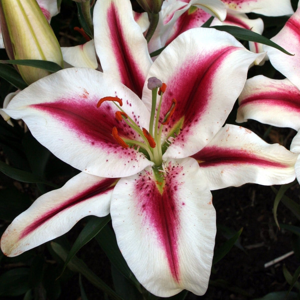 Bulbi de Crini - Hachi - 2 buc - Regatul Plantelor