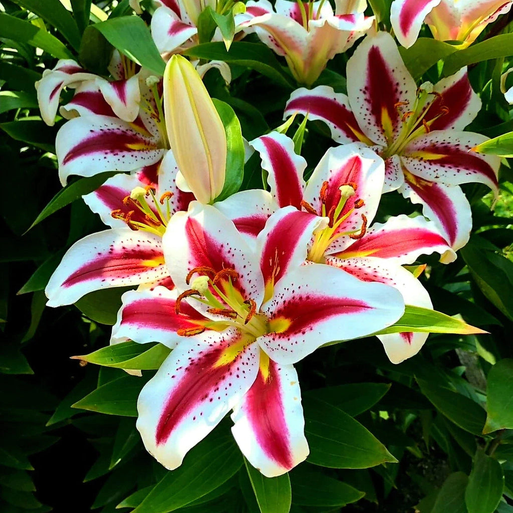 Bulbi de Crini - Hachi - 2 buc - Regatul Plantelor