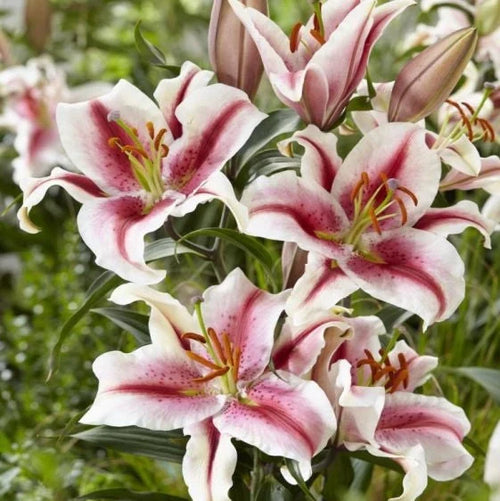 Bulbi de Crini - Hachi - 2 buc - Regatul Plantelor