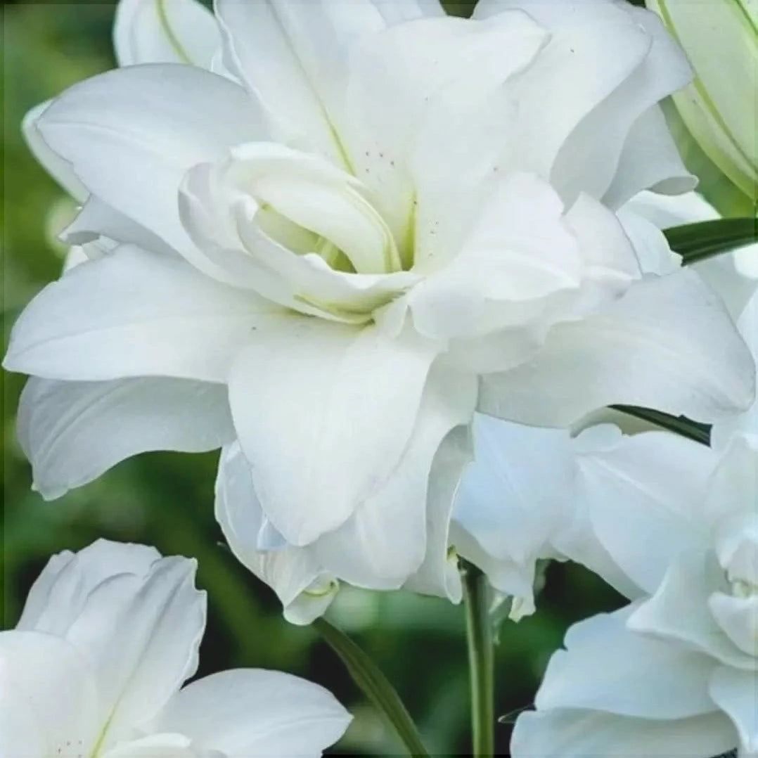 Bulbi de Crini - Lotus Beauty - 2 buc - Regatul Plantelor