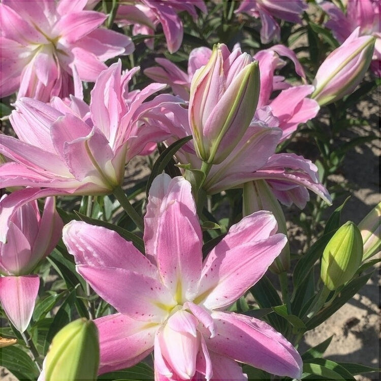 Bulbi de Crini - Lotus Breeze - 2 buc - Regatul Plantelor