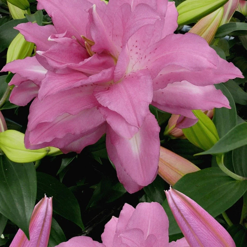 Bulbi de Crini ”Lotus Dream” 2 buc