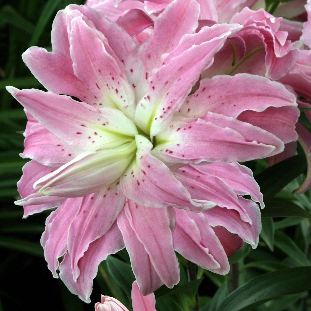 Bulbi de Crini - Lotus Elegance - 2 buc - Regatul Plantelor