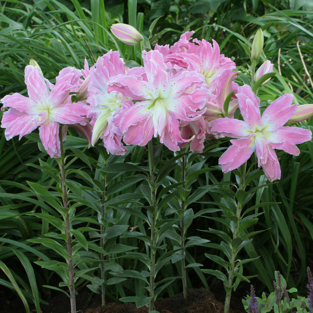 Bulbi de Crini - Lotus Elegance - 2 buc - Regatul Plantelor