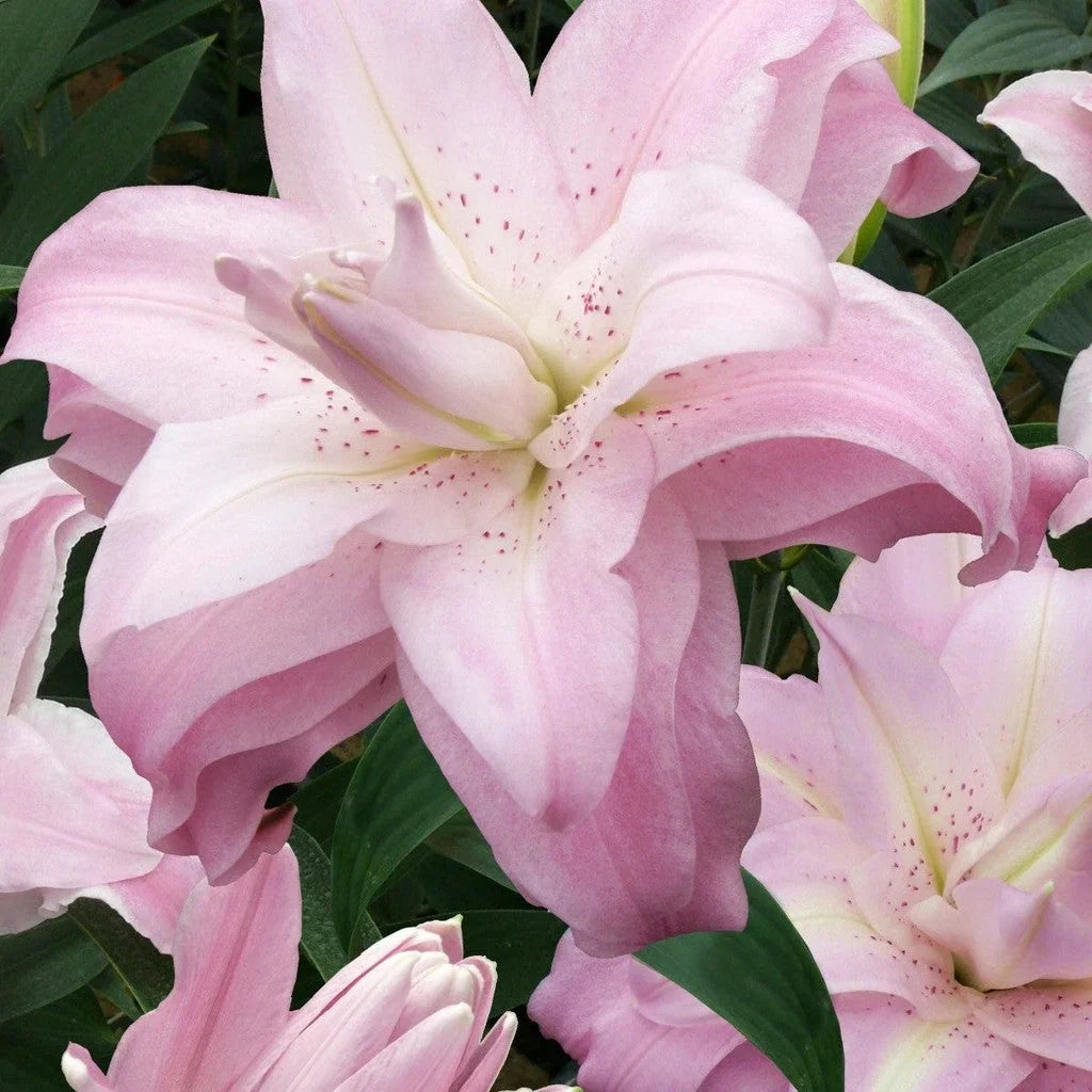 Bulbi de Crini ”Lotus Queen” 2 buc