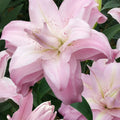 Bulbi de Crini ”Lotus Queen” 2 buc