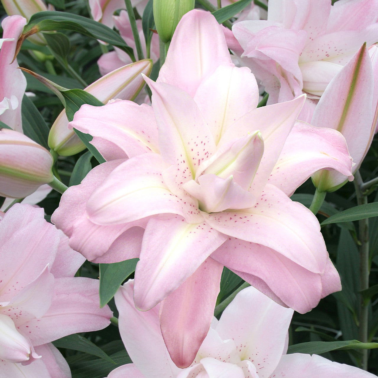 Bulbi de Crini - Lotus Queen - 2 buc - Regatul Plantelor