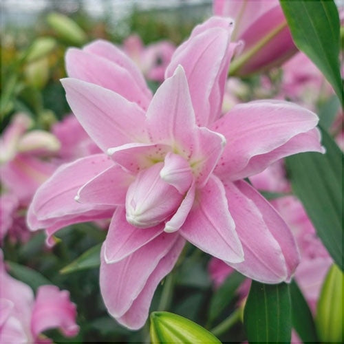 Bulbi de Crini - Lotus Spring - 2 buc - Regatul Plantelor