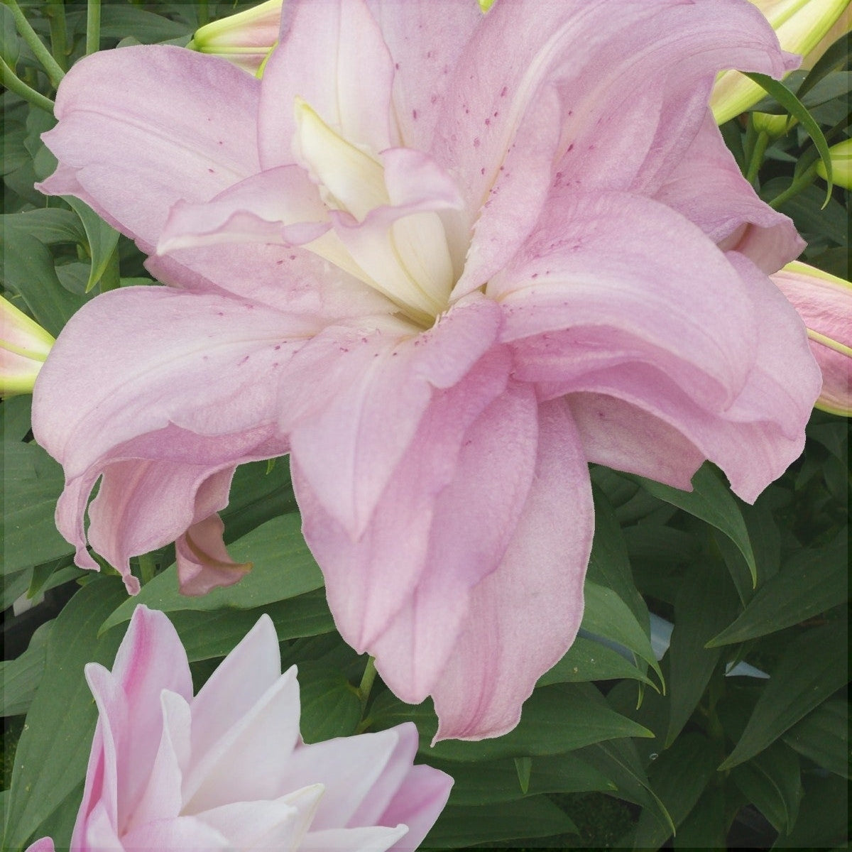 Bulbi de Crini - Lotus Spring - 2 buc - Regatul Plantelor