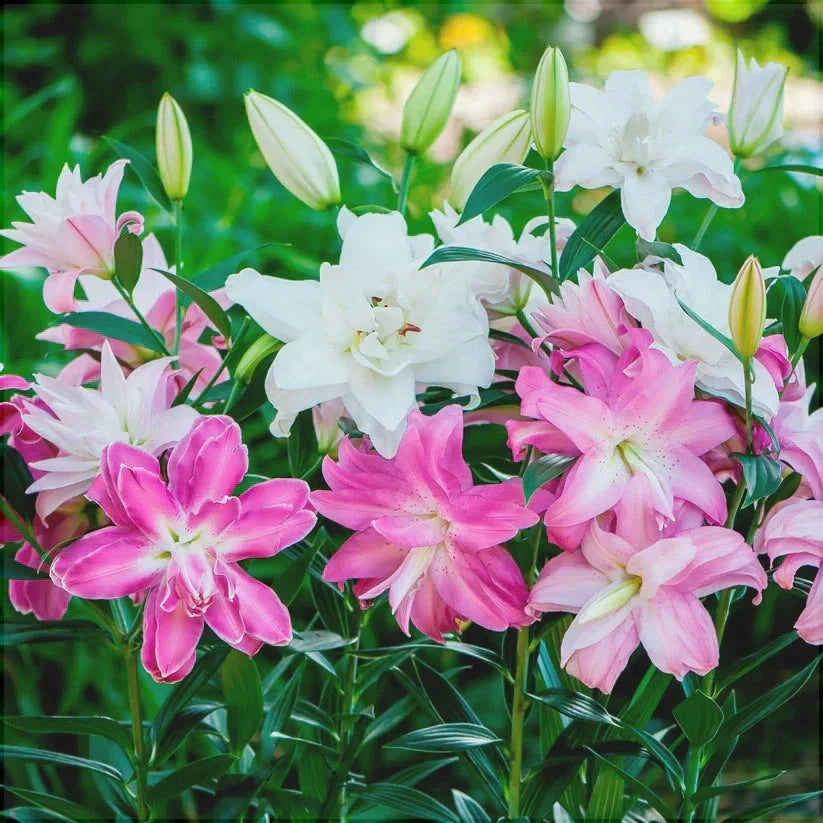 Bulbi de Crini ”Lotus Spring” 2 buc