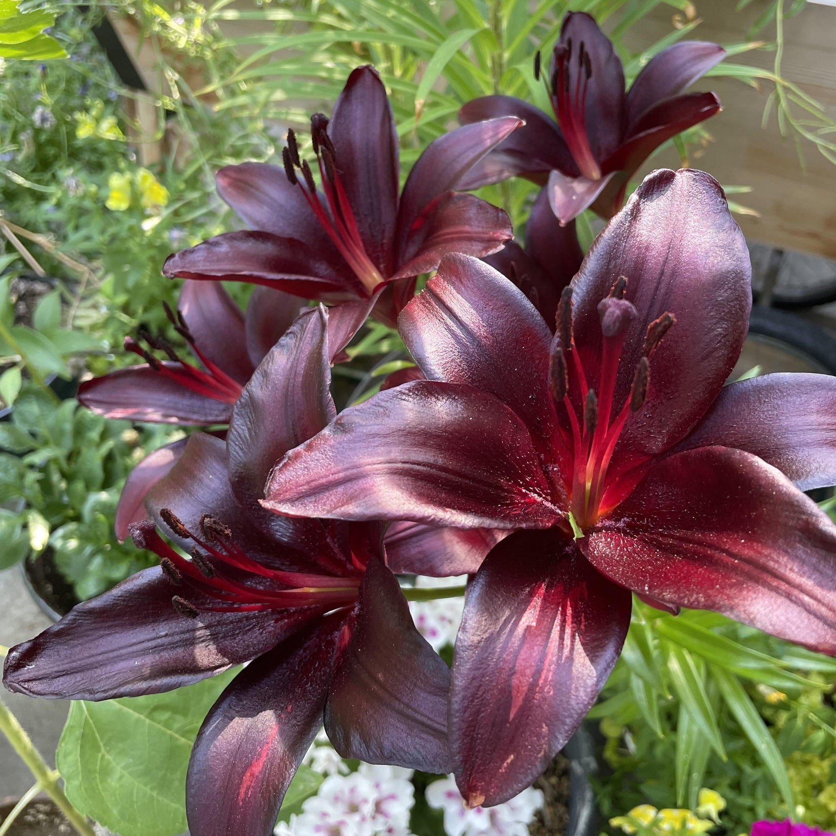 Bulbi de Crini - Nightrider - 2 buc - Regatul Plantelor