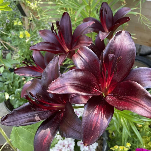 Bulbi de Crini - Nightrider - 2 buc - Regatul Plantelor