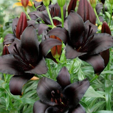 Bulbi de Crini - Nightrider - 2 buc - Regatul Plantelor