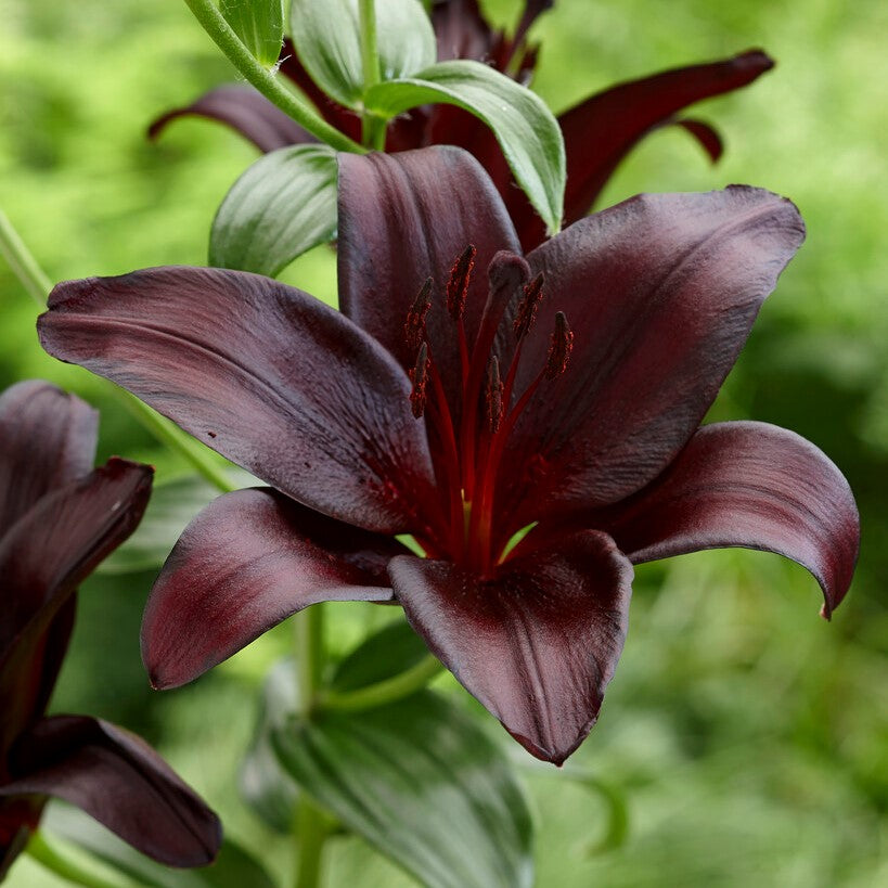 Bulbi de Crini - Nightrider - 2 buc - Regatul Plantelor