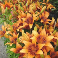 Bulbi de Crini ”Orange Art” 2 buc