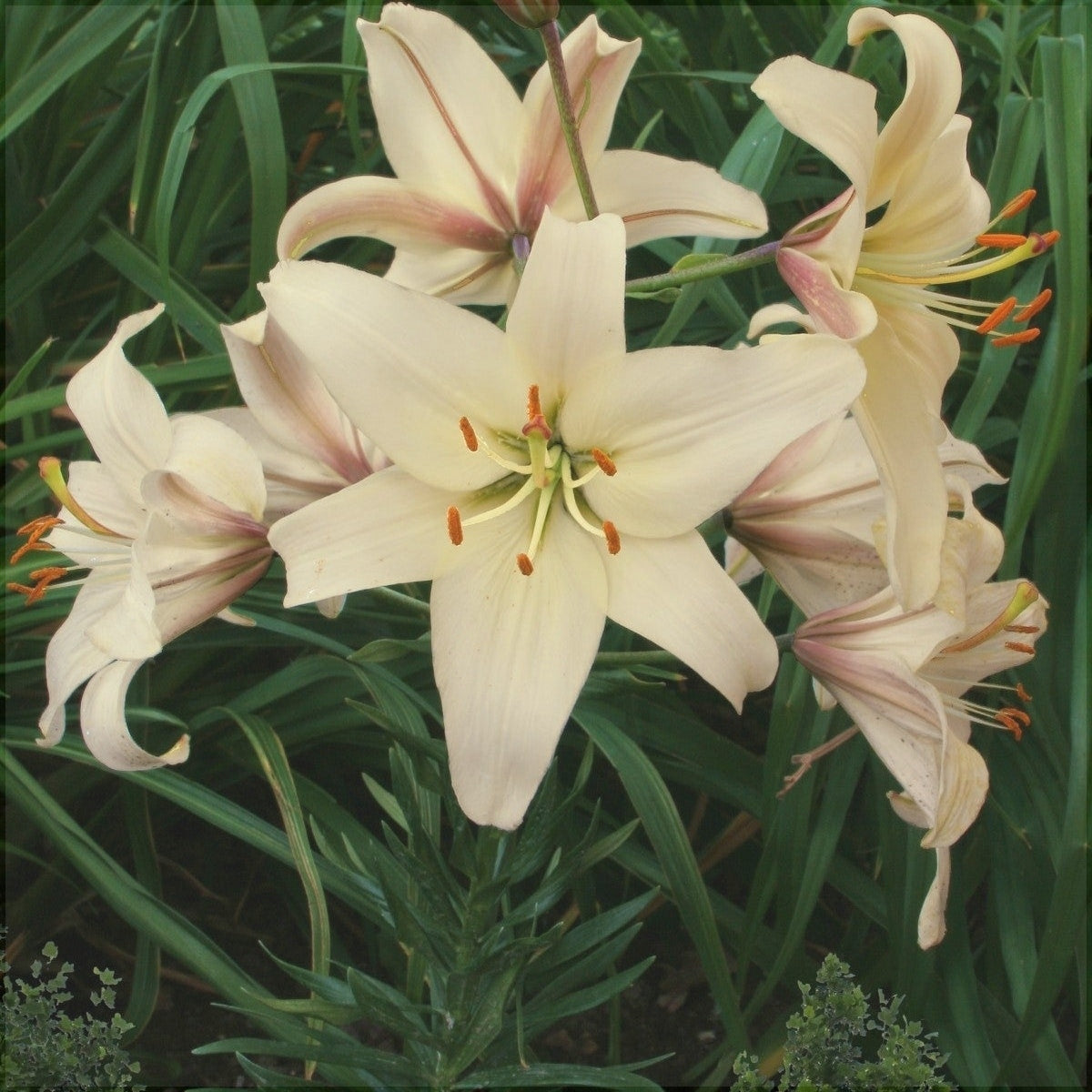 Bulbi de Crini - Pearl Frances - 2 buc - Regatul Plantelor