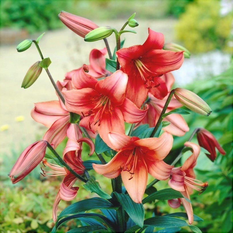 Bulbi de Crini - Pearl Loraine - 2 buc - Regatul Plantelor