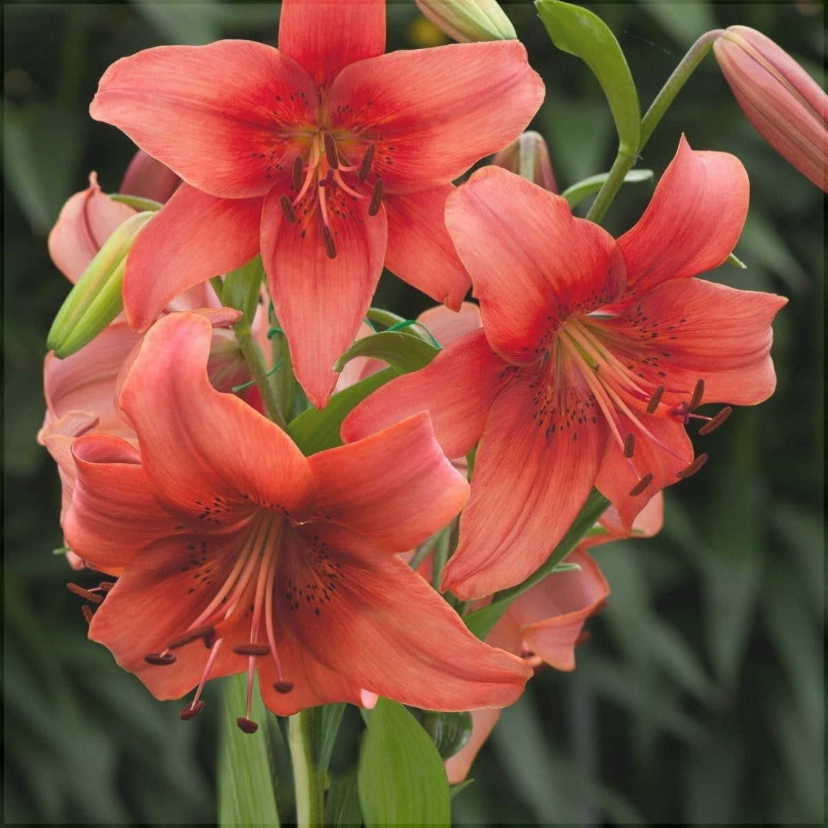 Bulbi de Crini - Pearl Loraine - 2 buc - Regatul Plantelor