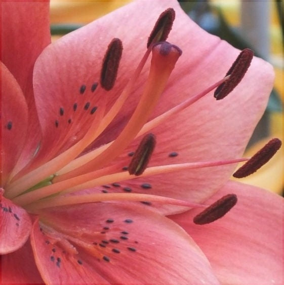 Bulbi de Crini "Pearl Loraine", 1 Bucata
