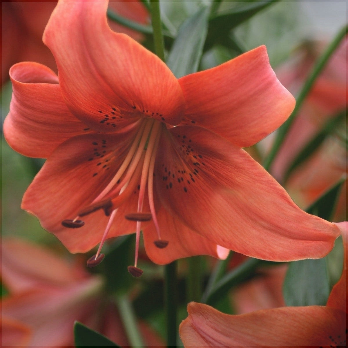 Bulbi de Crini - Pearl Loraine - 2 buc - Regatul Plantelor