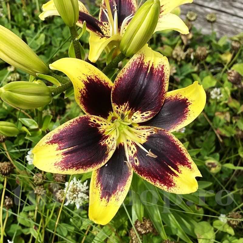 Bulbi de Crini - Pieton - 2 buc - Regatul Plantelor