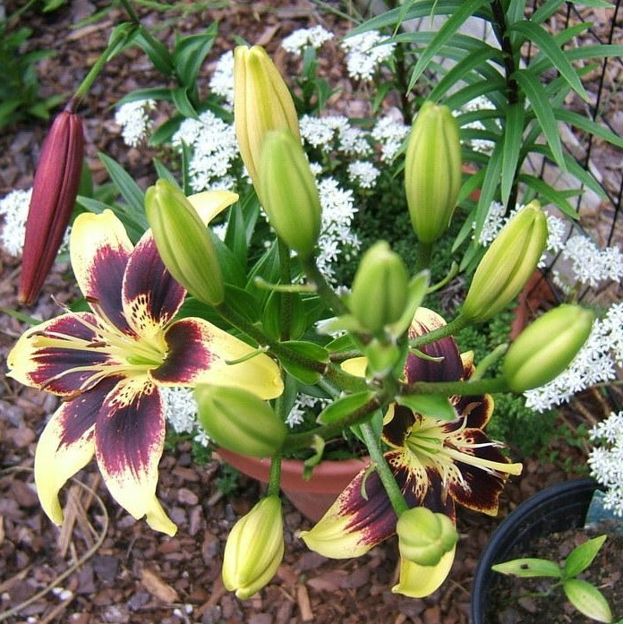 Bulbi de Crini - Pieton - 2 buc - Regatul Plantelor