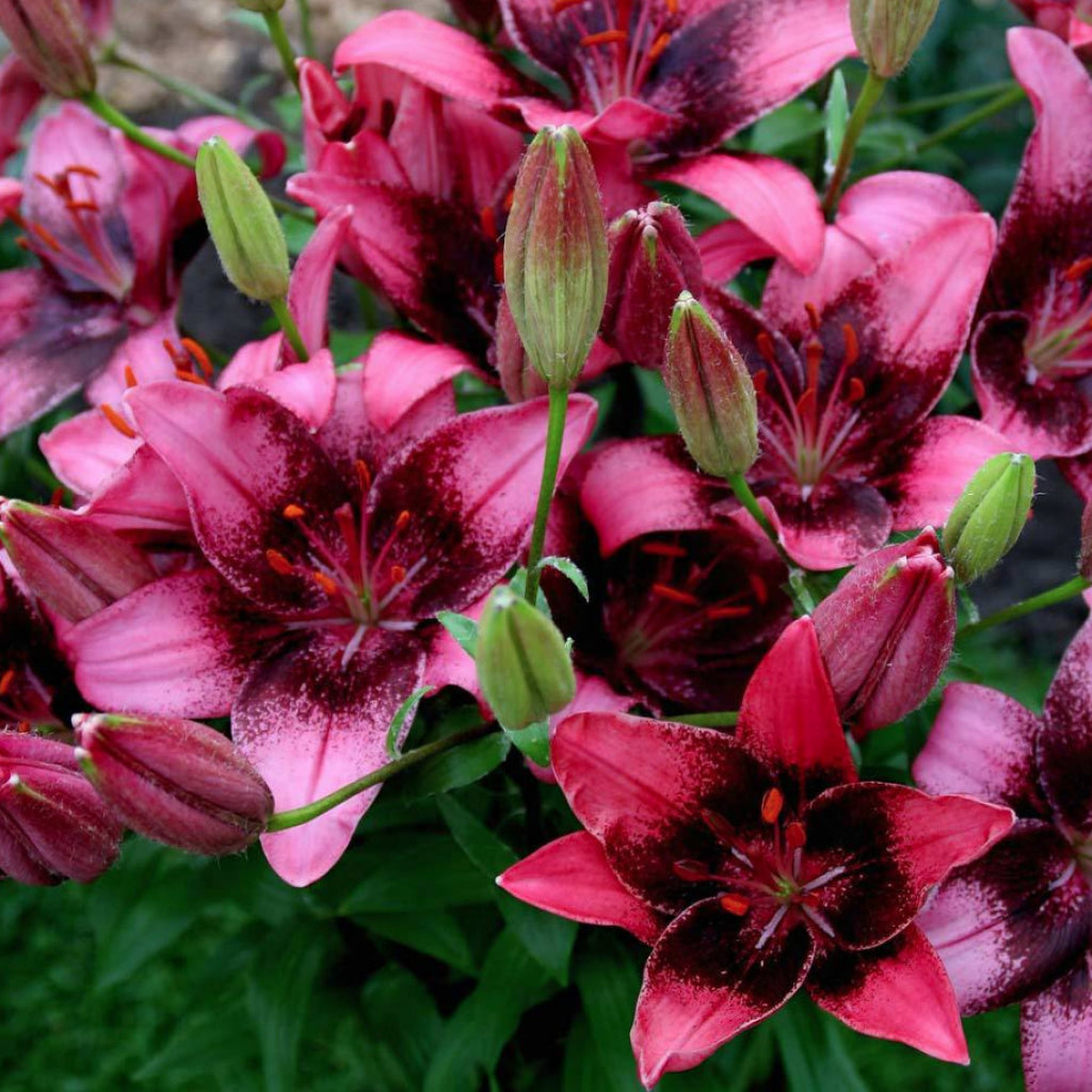 Bulbi de Crini - Purple Dream - 2 buc - Regatul Plantelor