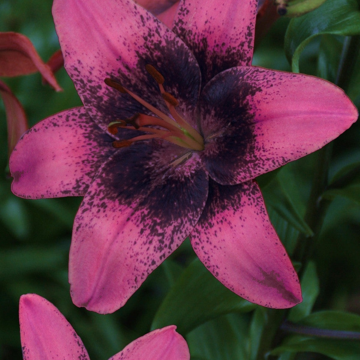 Bulbi de Crini - Purple Dream - 2 buc - Regatul Plantelor