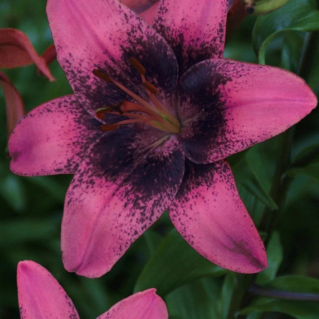 Bulbi de Crini ”Purple Dream” 2 buc