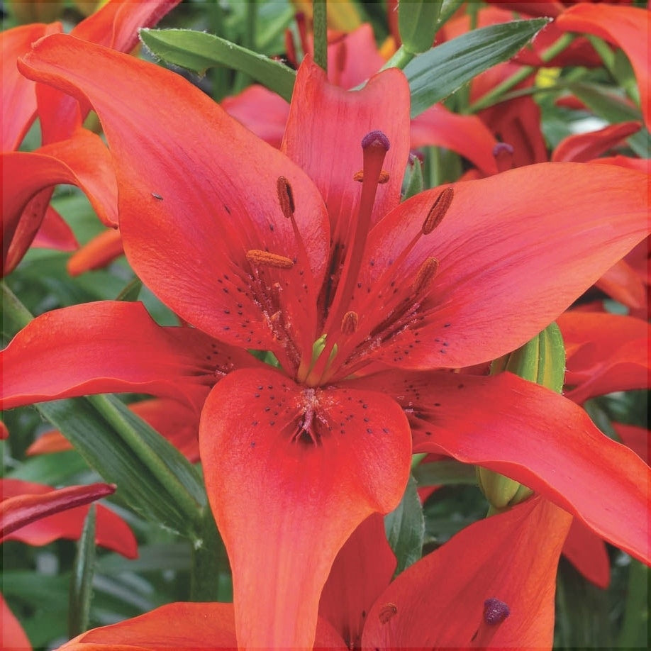 Bulbi de Crini - Red County - 2 buc- Regatul Plantelor