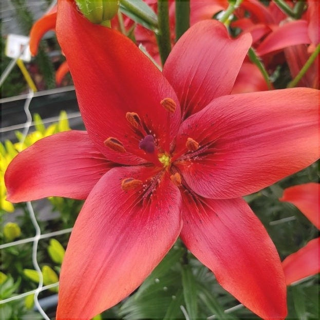 Bulbi de Crini - Red County - 2 buc- Regatul Plantelor