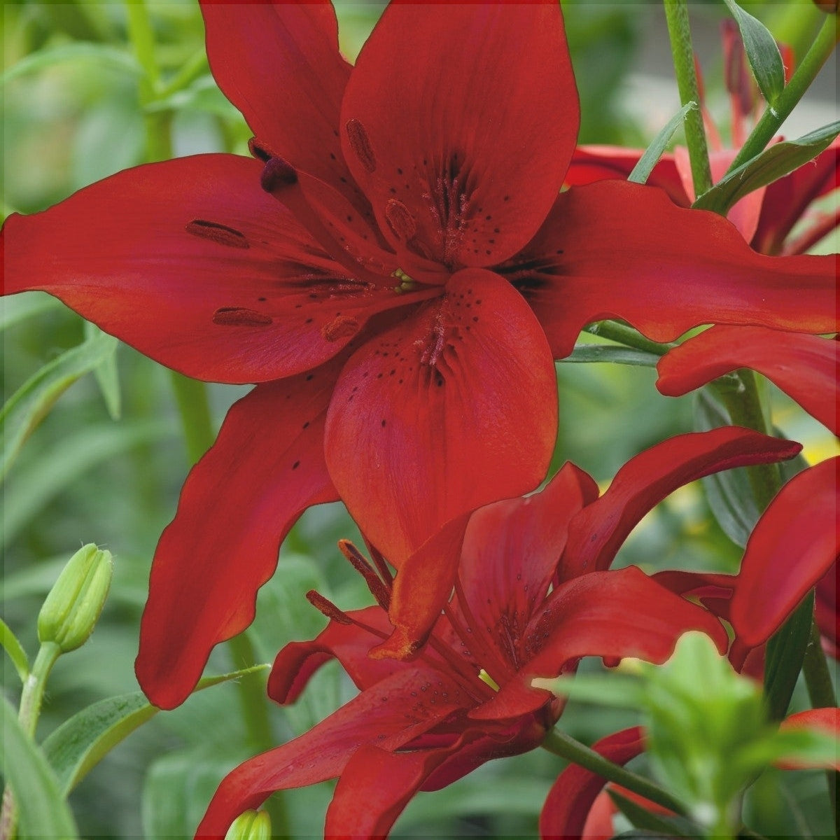 Bulbi de Crini - Red County - 2 buc- Regatul Plantelor