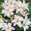 Bulbi de Crini ”Spring Pink” 2 buc